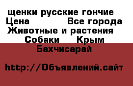 щенки русские гончие › Цена ­ 4 000 - Все города Животные и растения » Собаки   . Крым,Бахчисарай